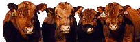 Pictures of Bulls