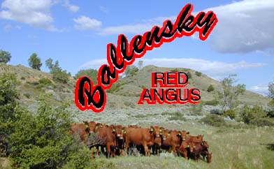 Ballensky Red Angus Logo