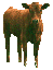 Pictures of Cattle