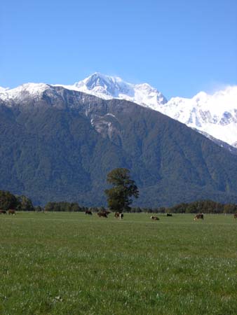 mtcook